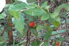 Dichapetalum gelonioides
